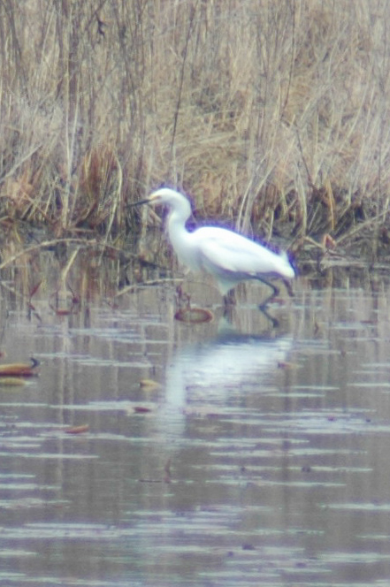 Nemis Animal Code Name: Nemesis – Birding Adventures with Birding_Cheezer